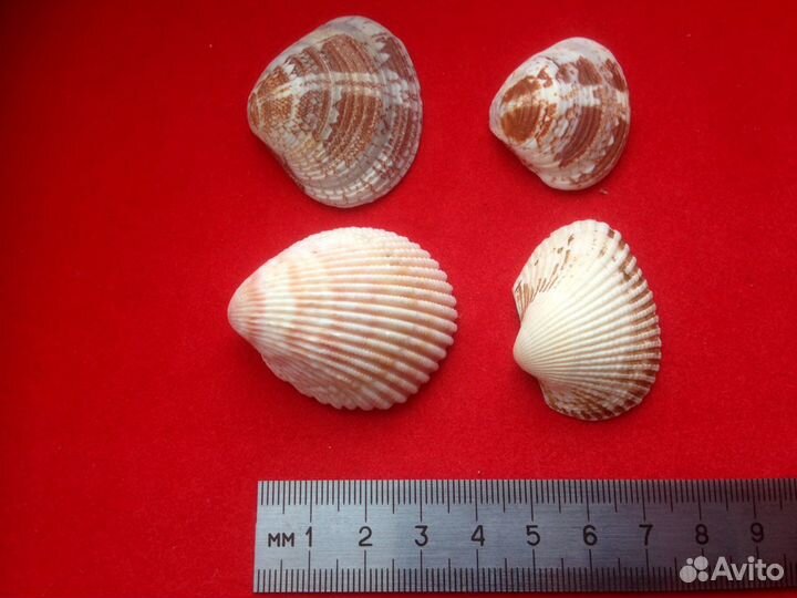 Два набора морских ракушек