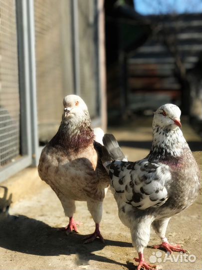 Продажа голубей