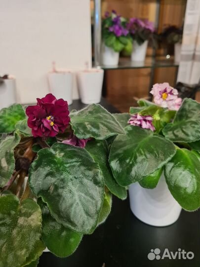 Фиалки взрослые цветущие