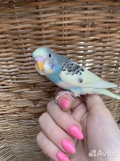 Ручные птенцы волнистого попугая