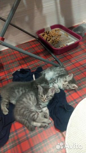 Кошка в дар