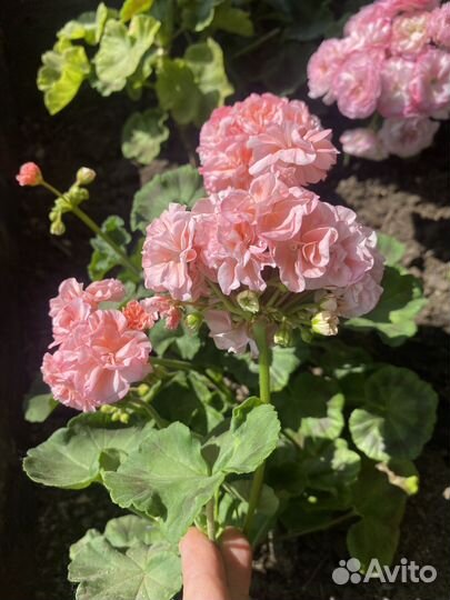 Сортовые пеларгонии