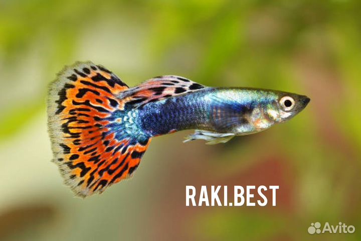 Рыба гуппи только опт