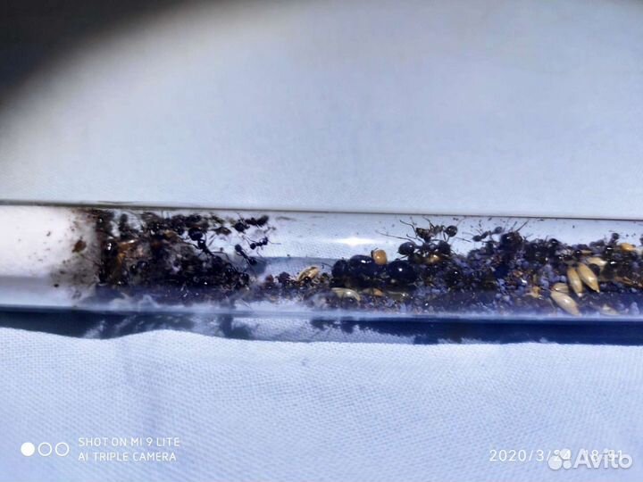 Муравьи Messor Structor, колония 2021года