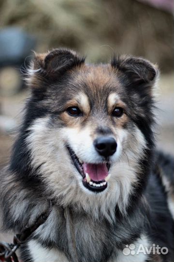 Серьезный Карат на охрану