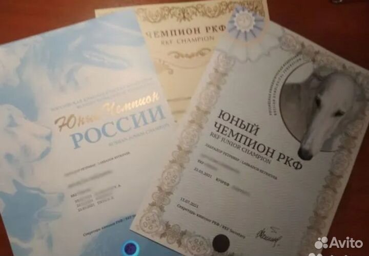 Обмен метрики щенка на родословную ркф/скор