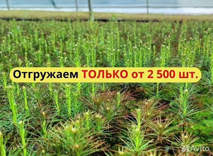 Сеянцы сосны зкс