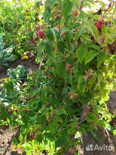 Малина Саженцы