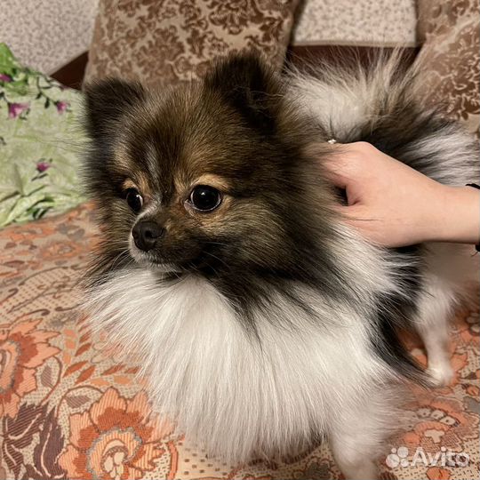Немецкий шпиц