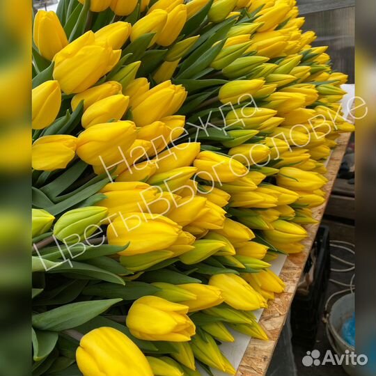 Тюльпаны к 8 марта оптом