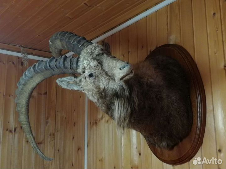 Чучело головы Козерога