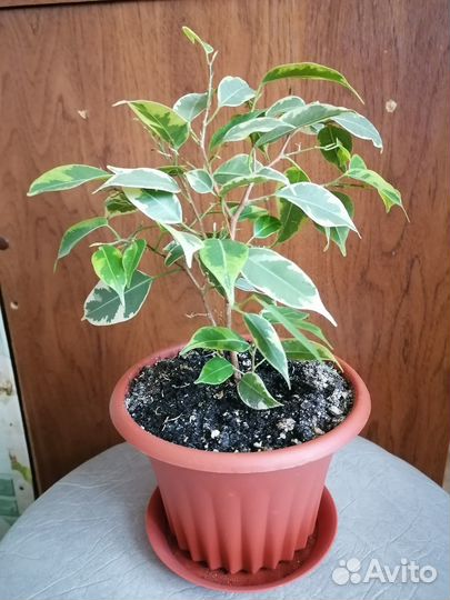 Фикус Бенджамина пестролистный