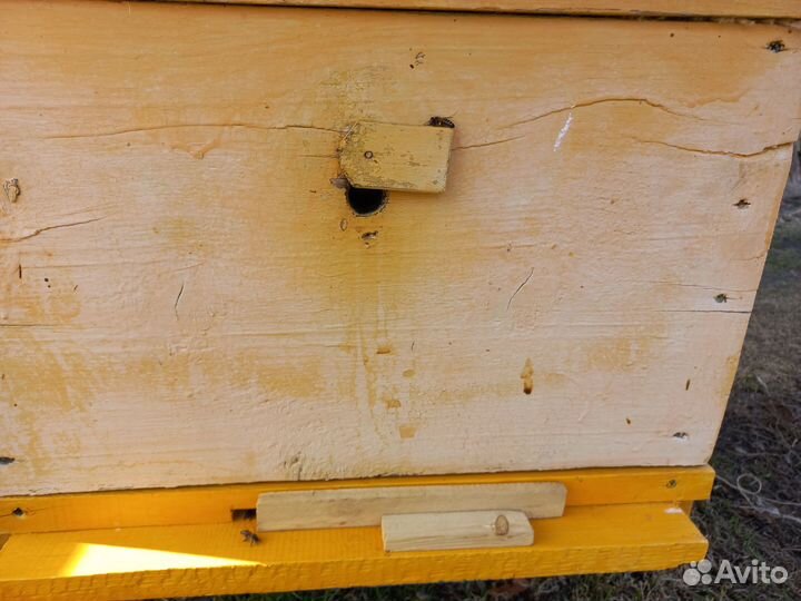 Пчелосемьи