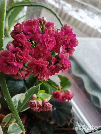 Алое,кактусы