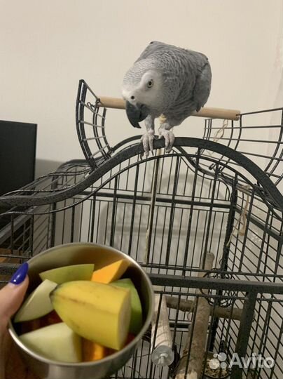 Передержка попугаев