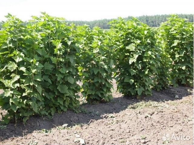 Смородина черная Высота от 50см