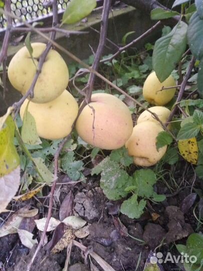 Японская айва- хеномелес, также есть кусты аронии