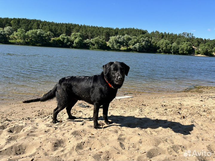 Кобель лабрадора вязка