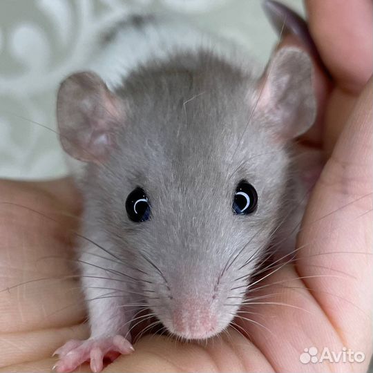 Питомник. Дамбо крысы, крысята, крыса