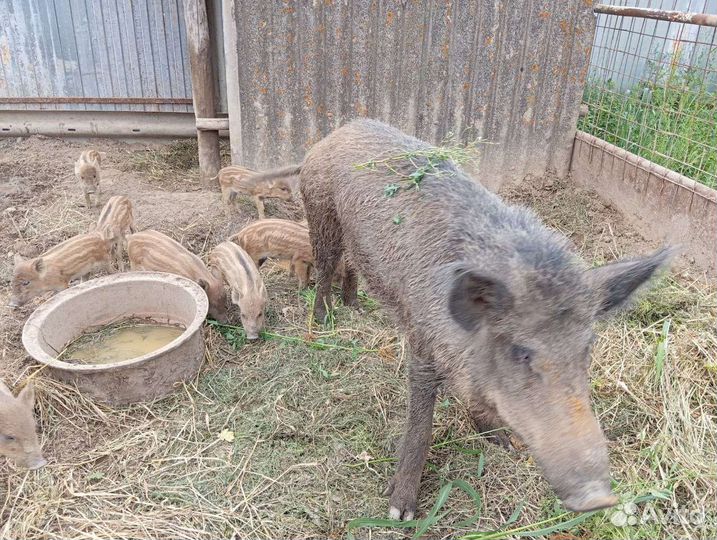 Дикие кабанчики