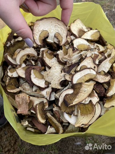 Сухой белый гриб