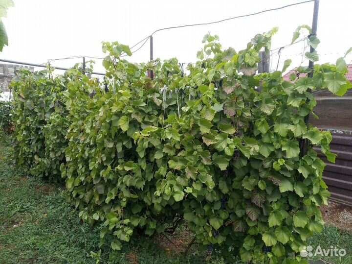 Саженцы винограда 