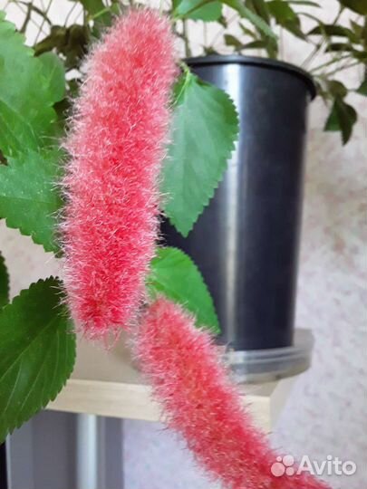 Жасмин,акалифа,инжир