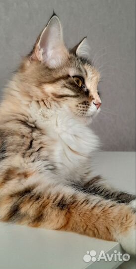 Котята мейн-кун