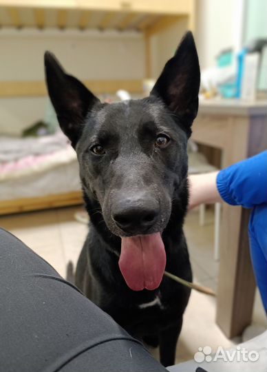 Черный пес в добрые руки