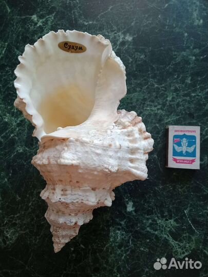 Ракушка морская