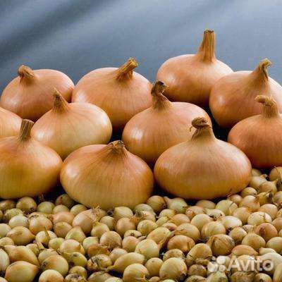 Лук севок
