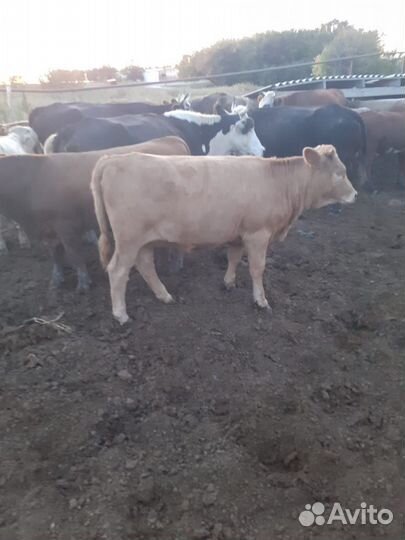 Телки сементалки