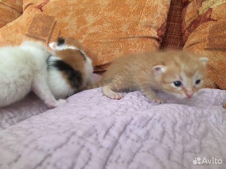 Отдам в добрые руки котят