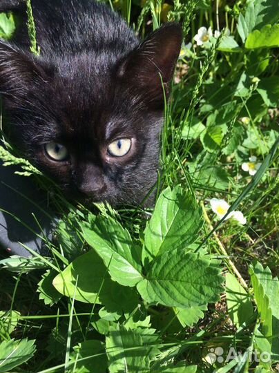 Кошачьи малыши