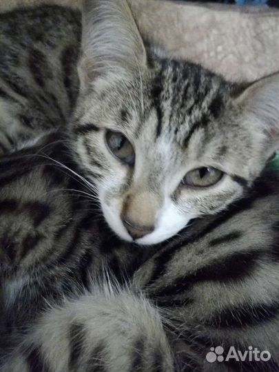 Котята бенгальские