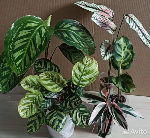 Комнатные цветы