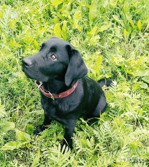 Лабродетки