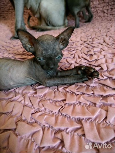 Сфинкс котята