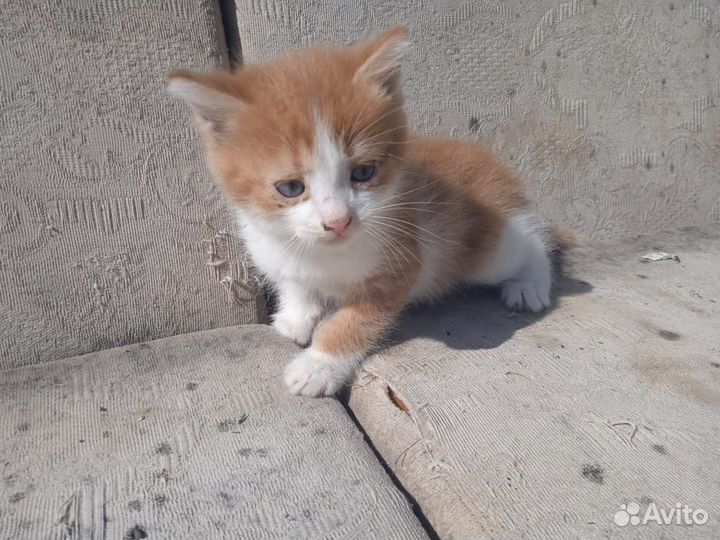 Кошка с котятами