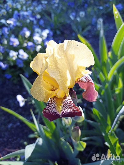 Ирисы