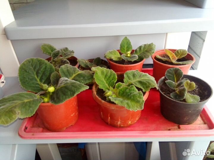 Глоксиния и другие комнатные цветы