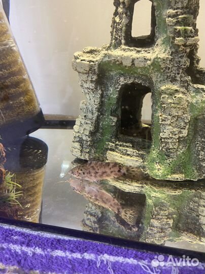 Аквариум с рыбками