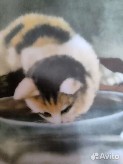 Настенная тарелка Чехия