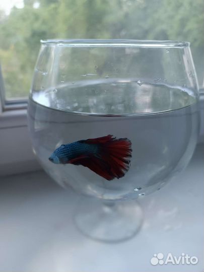 Рыбка-петушок