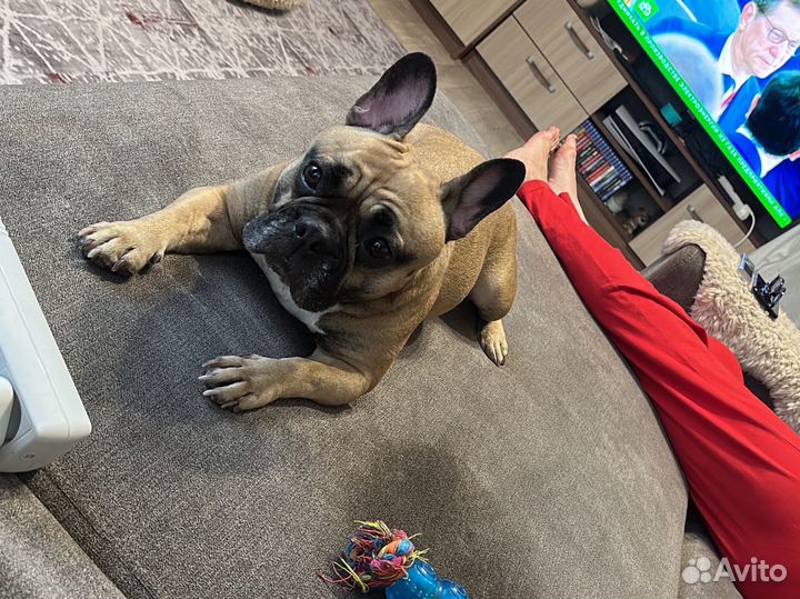 Французский бульдог отдам в добрые руки