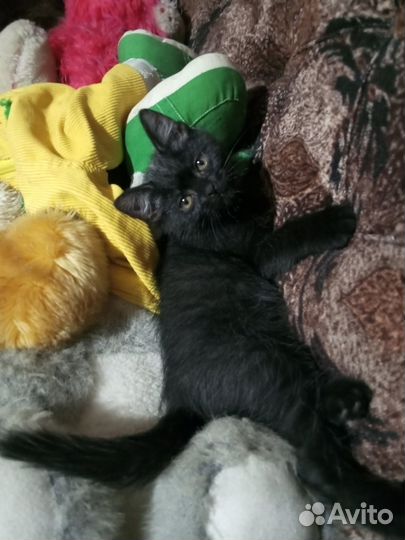 Отдам в добрые руки котят