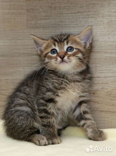 Кошка около 2 мес