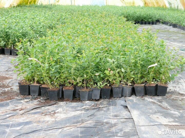 Саженцы голубики 