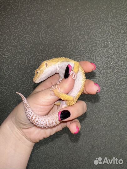 Геккон эублефар