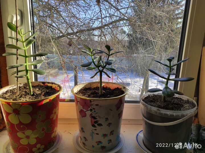 Денежное дерево